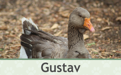 Husa Gustav – Farmapark u Toma
