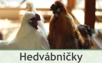 Slepice Hedvábničky – Farmapark u Toma