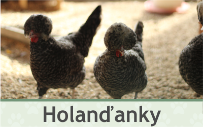 Slepice Holanďanky – Farmapark u Toma