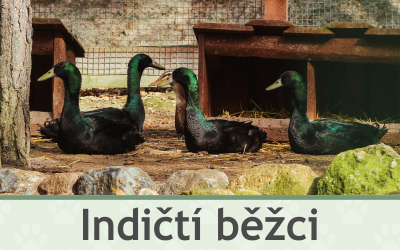 Indičtí běžci – Farmapark u Toma