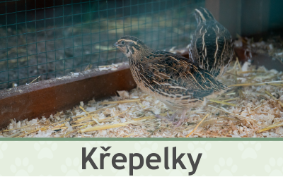 Křepelky – Farmapark u Toma