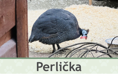 Perlička – Farmapark u Toma