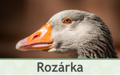 Husa Rozárka – Farmapark u Toma