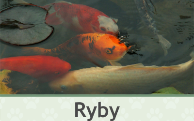 Ryby – Farmapark u Toma