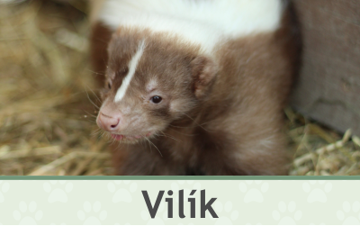 Skunk – Farmapark u Toma
