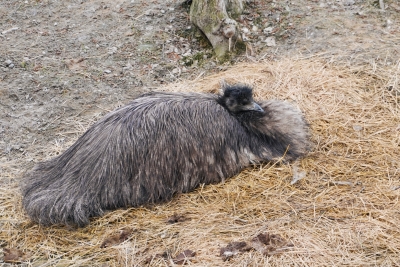 Emu hnědý – Farmapark u Toma