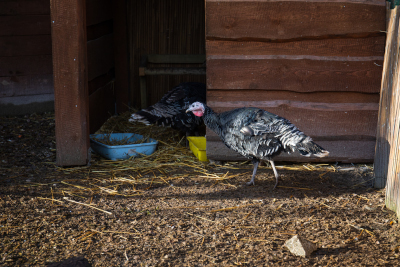 Krůta – Farmapark u Toma