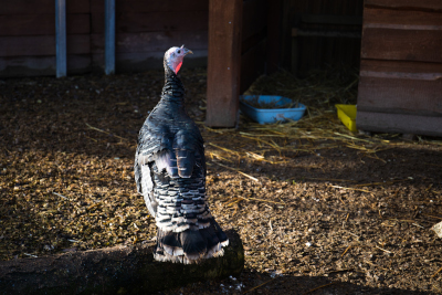 Krůta – Farmapark u Toma