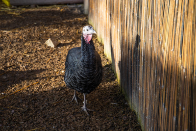 Krůta – Farmapark u Toma