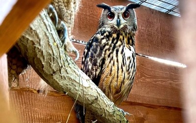 Výr velký – Farmapark u Toma