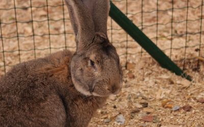 Králík – Farmapark u Toma