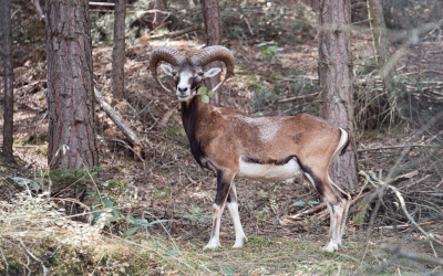 Muflon evropský – Farmapark u Toma