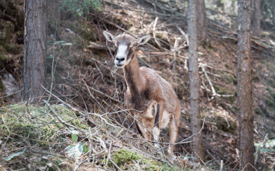 Muflon evropský – Farmapark u Toma