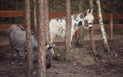 Osel domácí – Farmapark u Toma