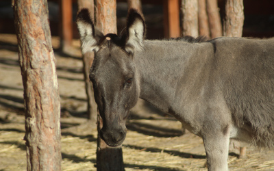 Osel domácí – Farmapark u Toma