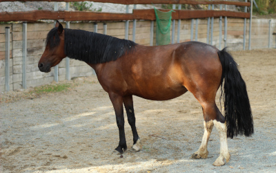 Poník – Farmapark u Toma