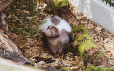 Skunk pruhovaný – Farmapark u Toma