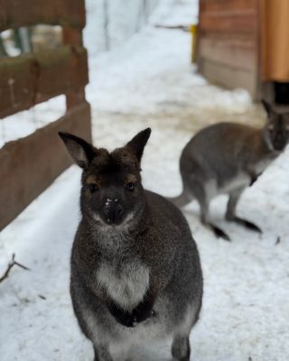 ❄️ Už jste navštívili náš farmapark pokrytý sněhovou peřinkou? Máme pro vás hned několik důvodů, proč tuhle návštěvu...
