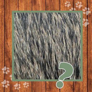 👀 Kdopak je to na obrázku? Soutěž POZNEJ ZVÍŘE je opět tady. 🤩 Zkuste uhodnout, které zvířátko se skrývá na obrázku, a...