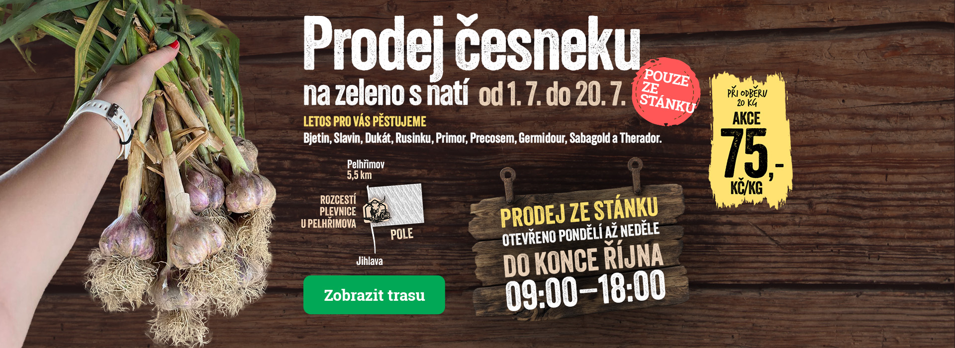 Česnek k uskladnění