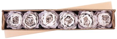 Ako založiť záhon ruží: Kompletný návod pre začiatočníkov aj nadšencov ✨