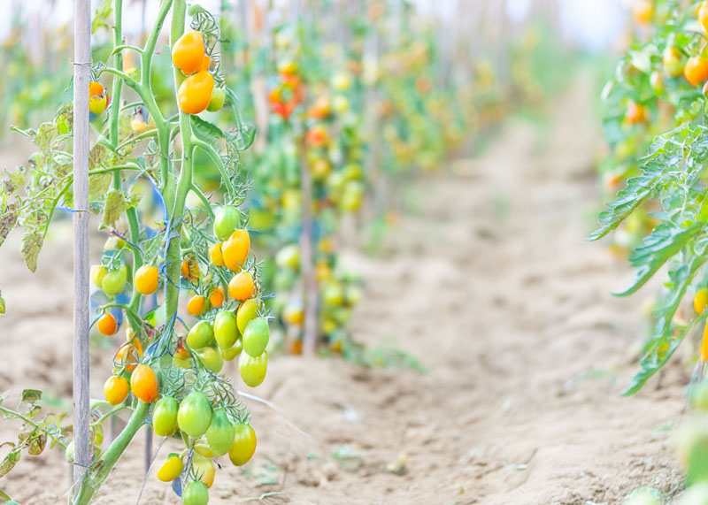 Prevence plísňových onemocnění rajčat