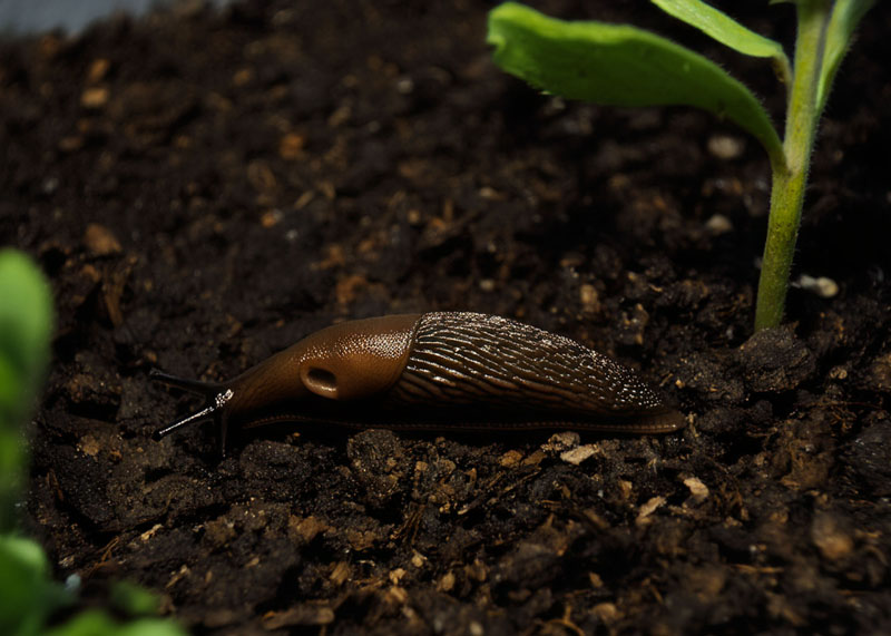 Jak se zbavit slimáků