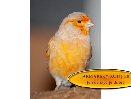 Smes pro kanárky