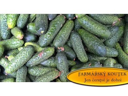 Okurky nakladačky 10kg