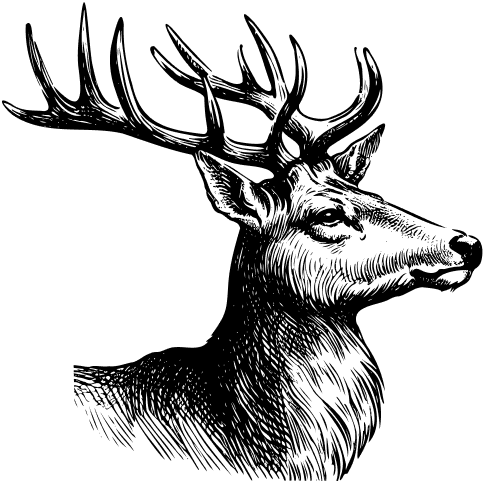 Jelení maso
