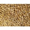 Jačmeň kŕmny 25kg
