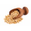 malted barley grains wooden scoop isolated