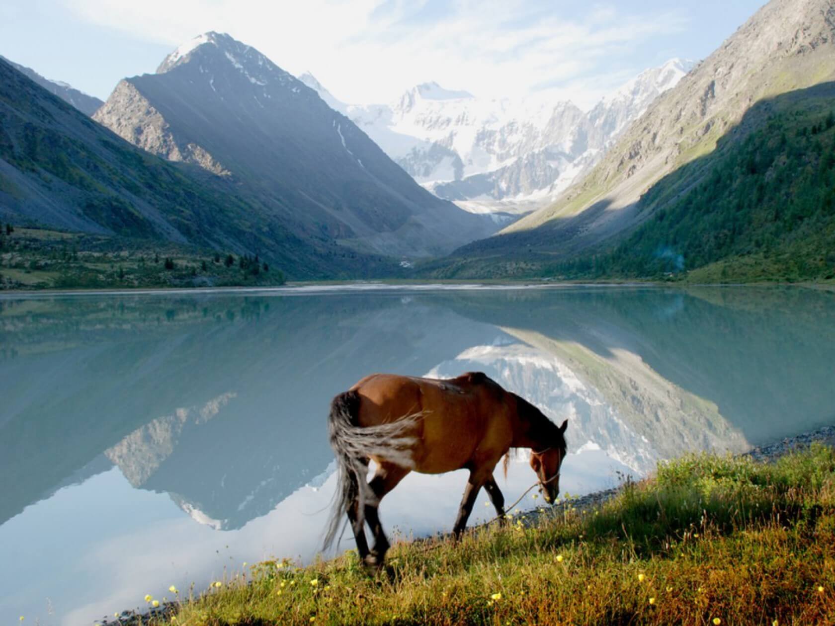Výhledy na Altaj. Kůň