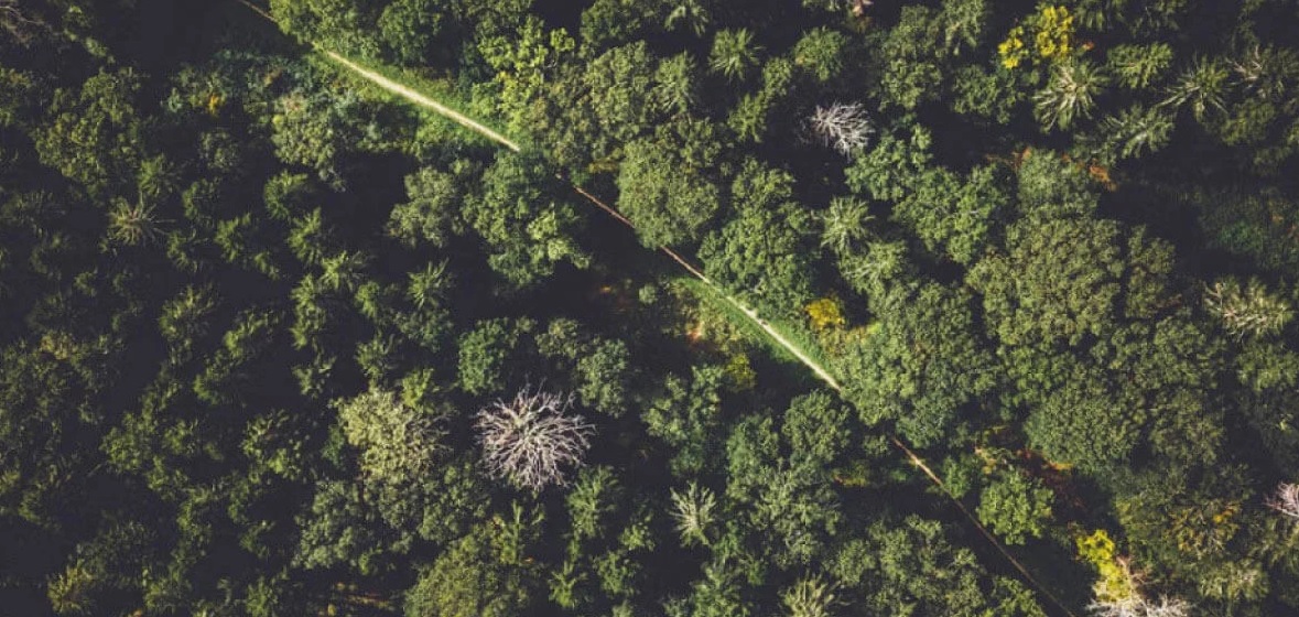 Jaký je rozdíl mezi udržitelností a ekologií