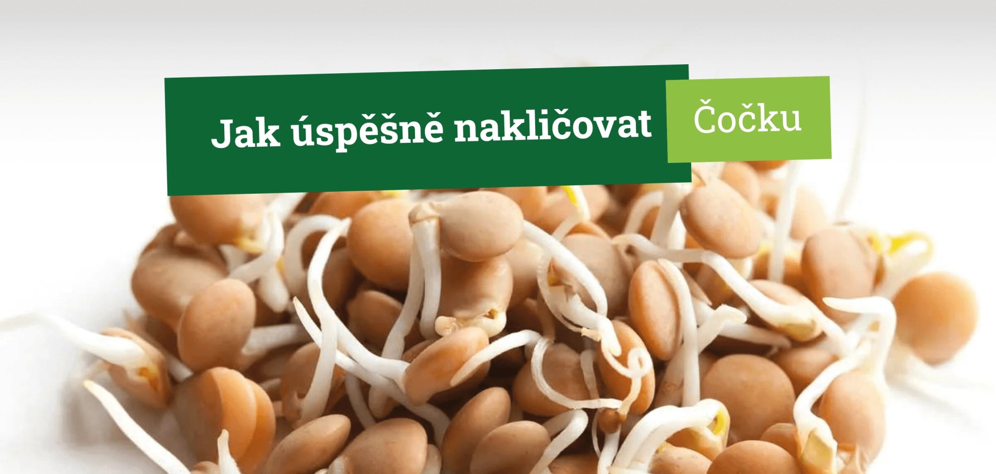 Jak úspěšně naklíčit čočku ve sklenici krok za krokem