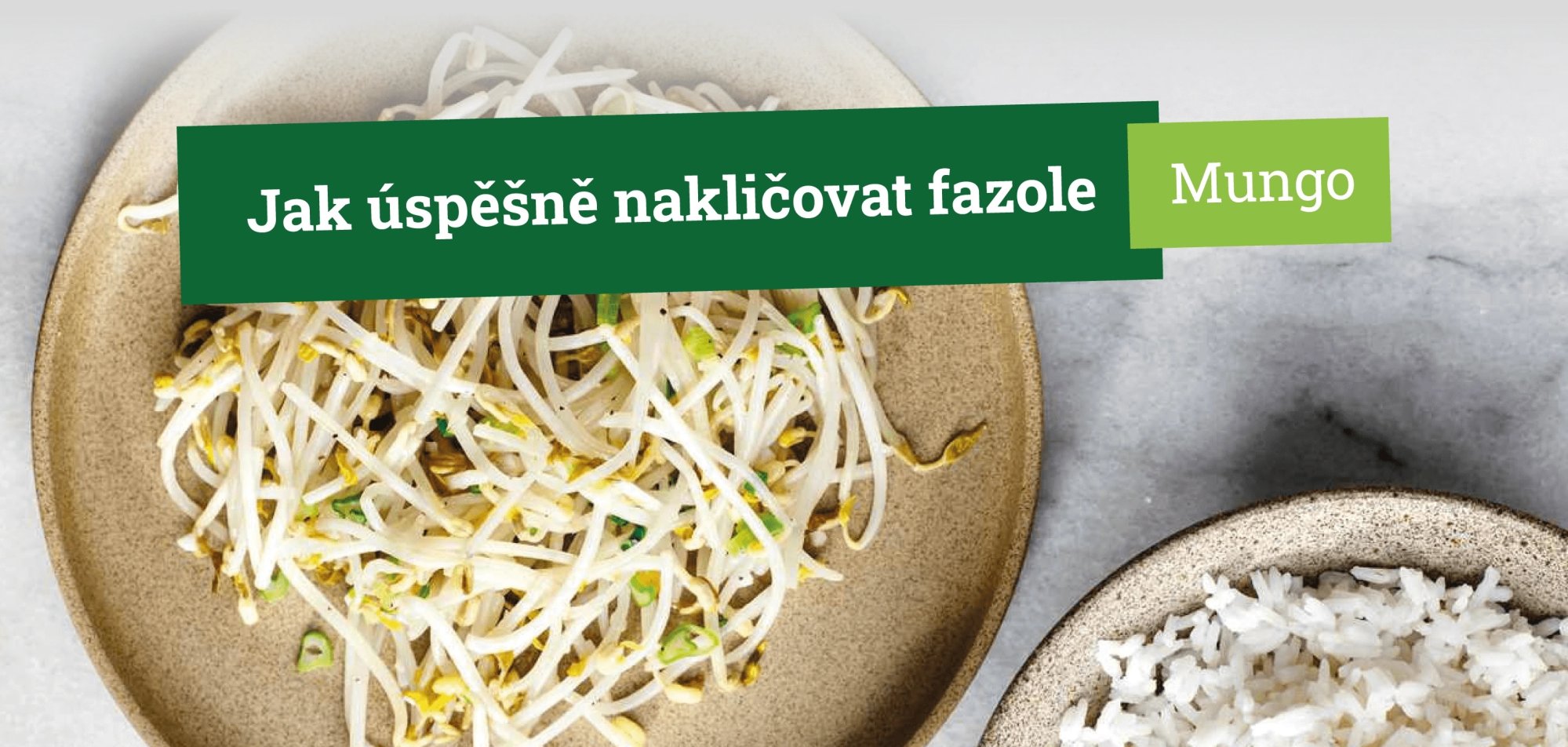 Jak úspěšně naklíčit mungo fazole ve sklenici krok za krokem