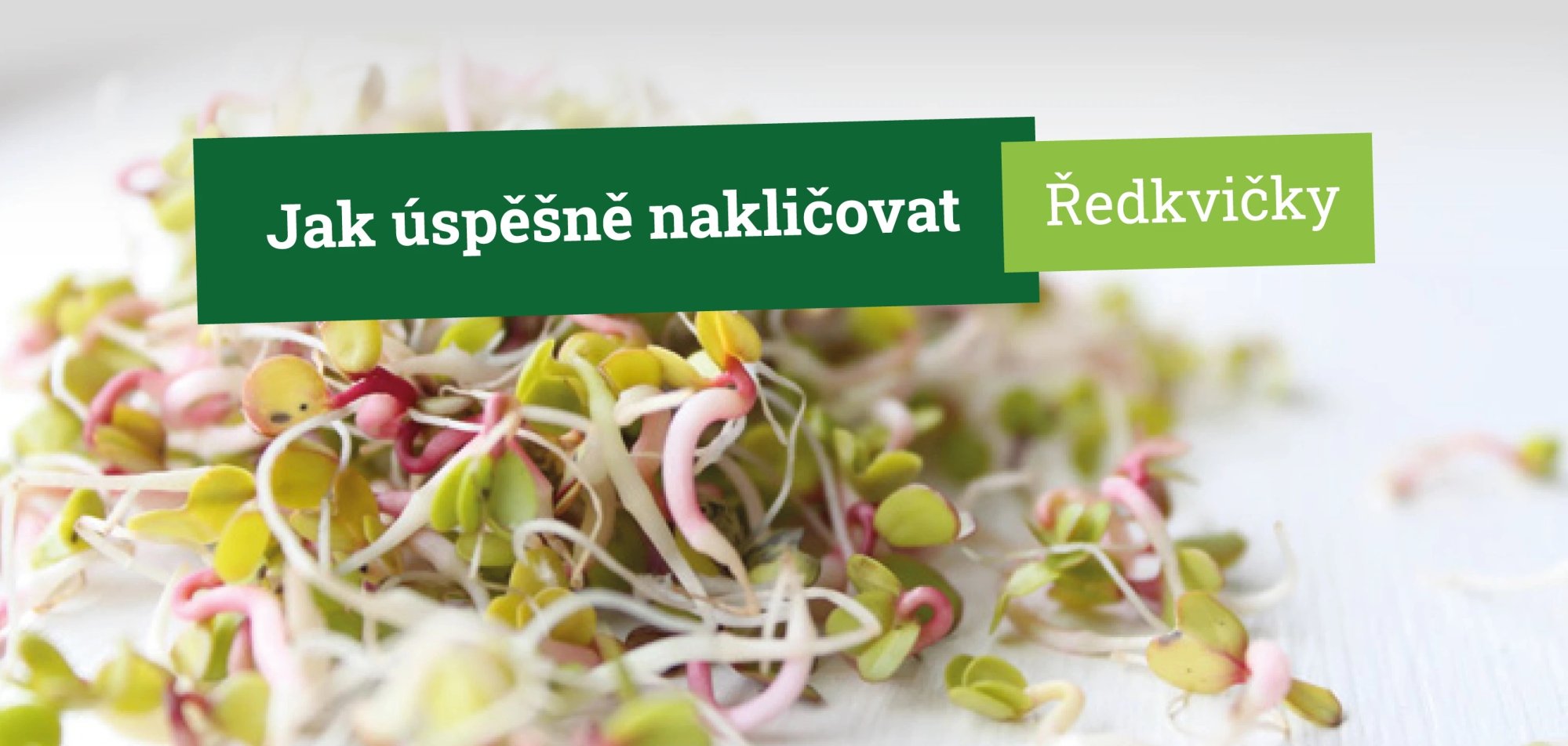 Jak úspěšně naklíčit ředkvičky ve sklenici krok za krokem