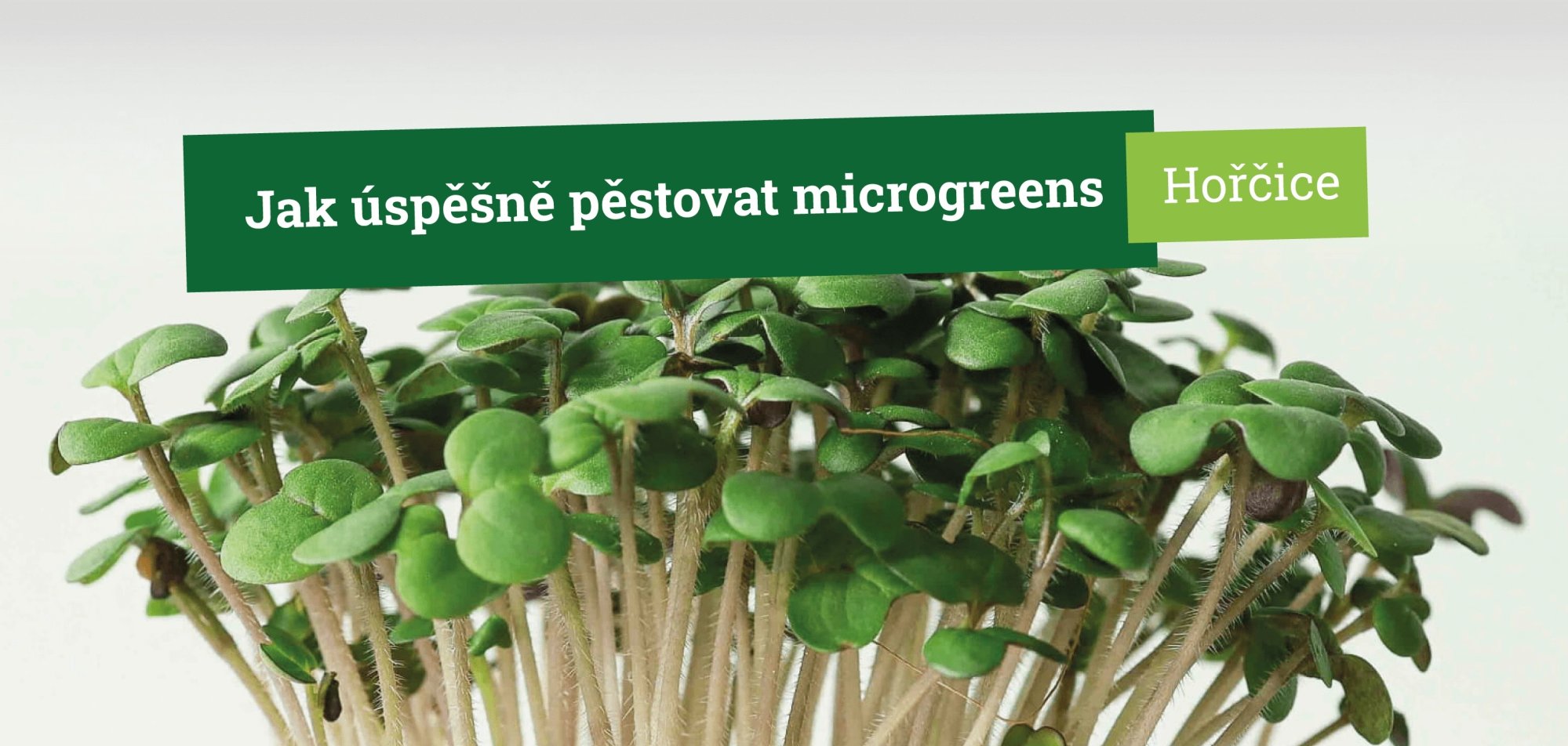 Jak úspěšně pěstovat microgreens hořčice krok za krokem