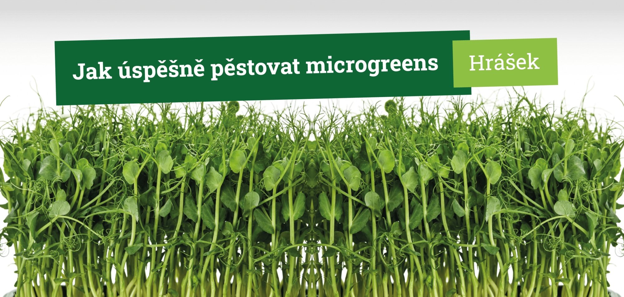 Jak úspěšně pěstovat microgreens hrášku krok za krokem
