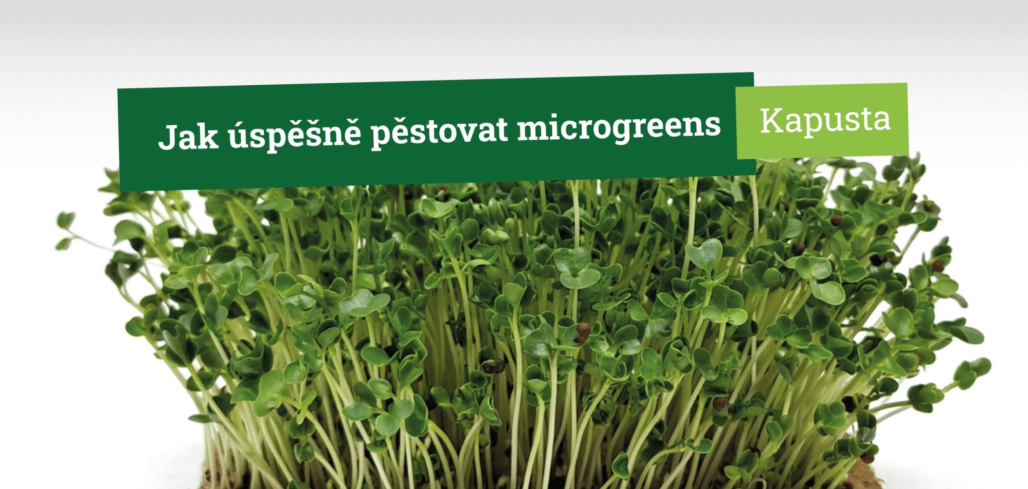 Jak úspěšně pěstovat microgreens kapusty krok za krokem