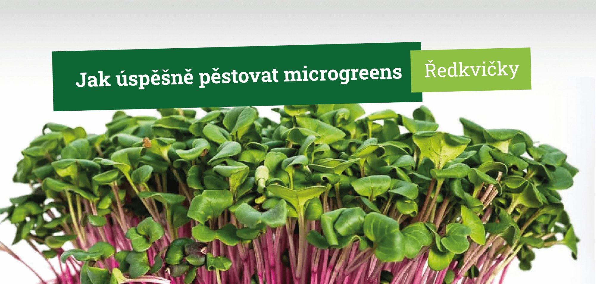 Jak úspěšně pěstovat microgreens ředkviček krok za krokem