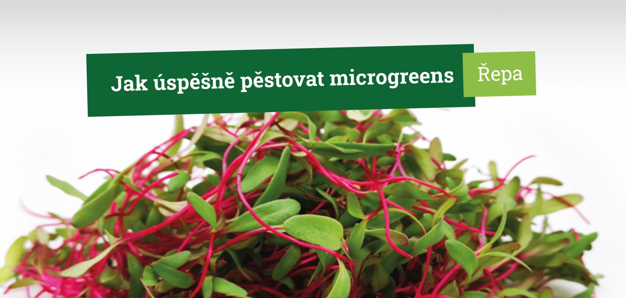 Jak úspěšně pěstovat microgreens řepy krok za krokem