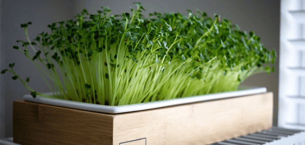 10 důvodů proč pěstovat microgreens