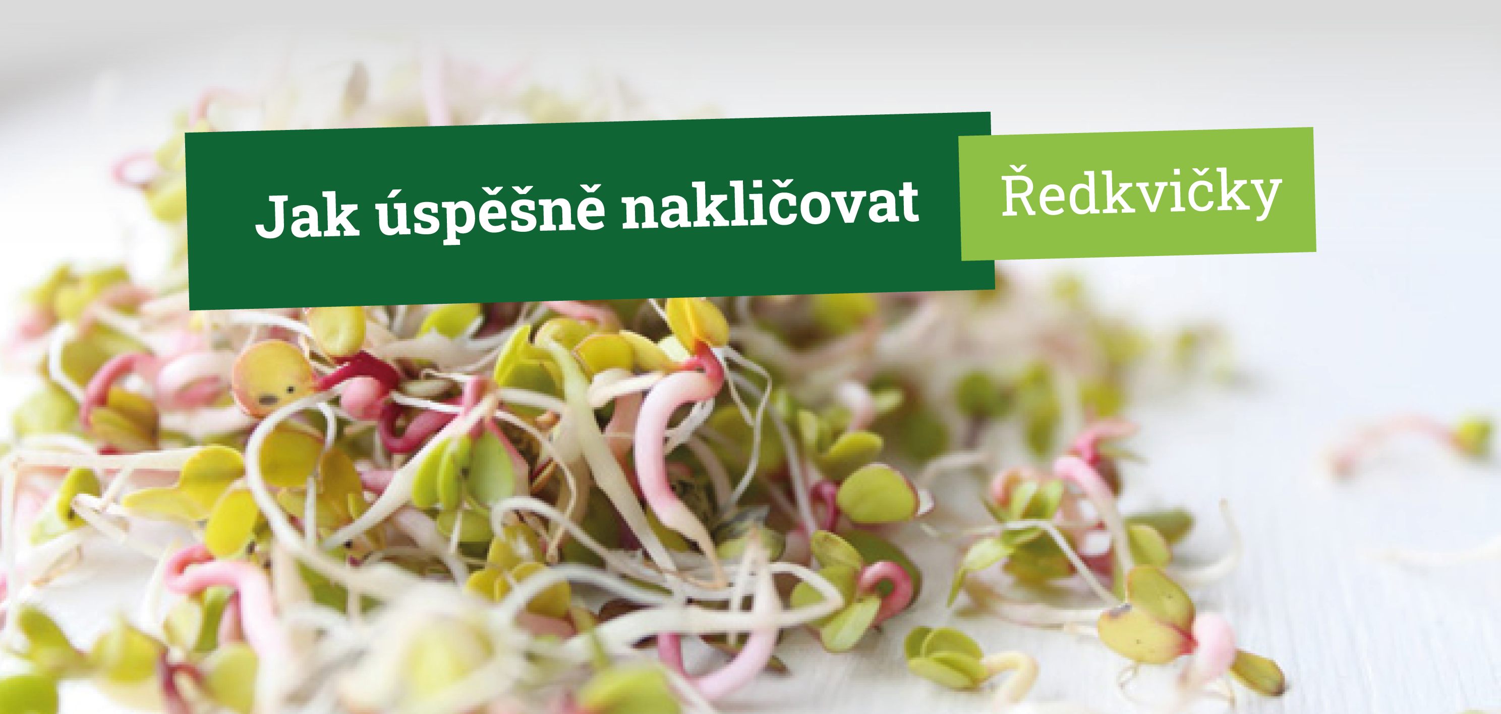 Jak úspěšně naklíčit ředkvičky ve sklenici krok za krokem