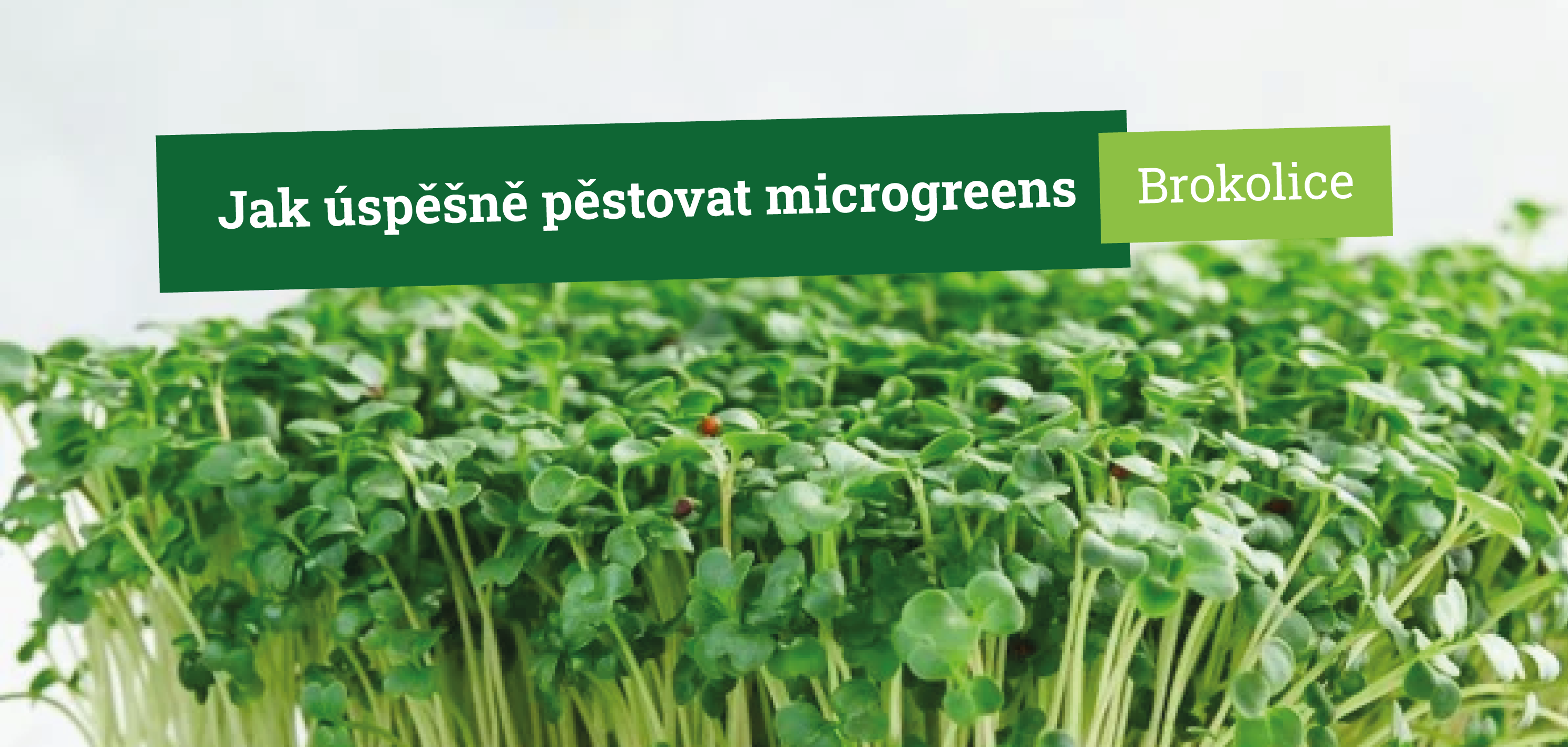 Jak úspěšně pěstovat microgreens brokolice krok za krokem