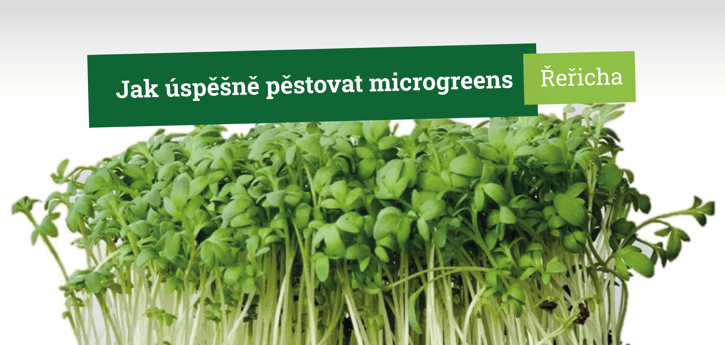 Jak úspěšně pěstovat microgreens řeřichy krok za krokem