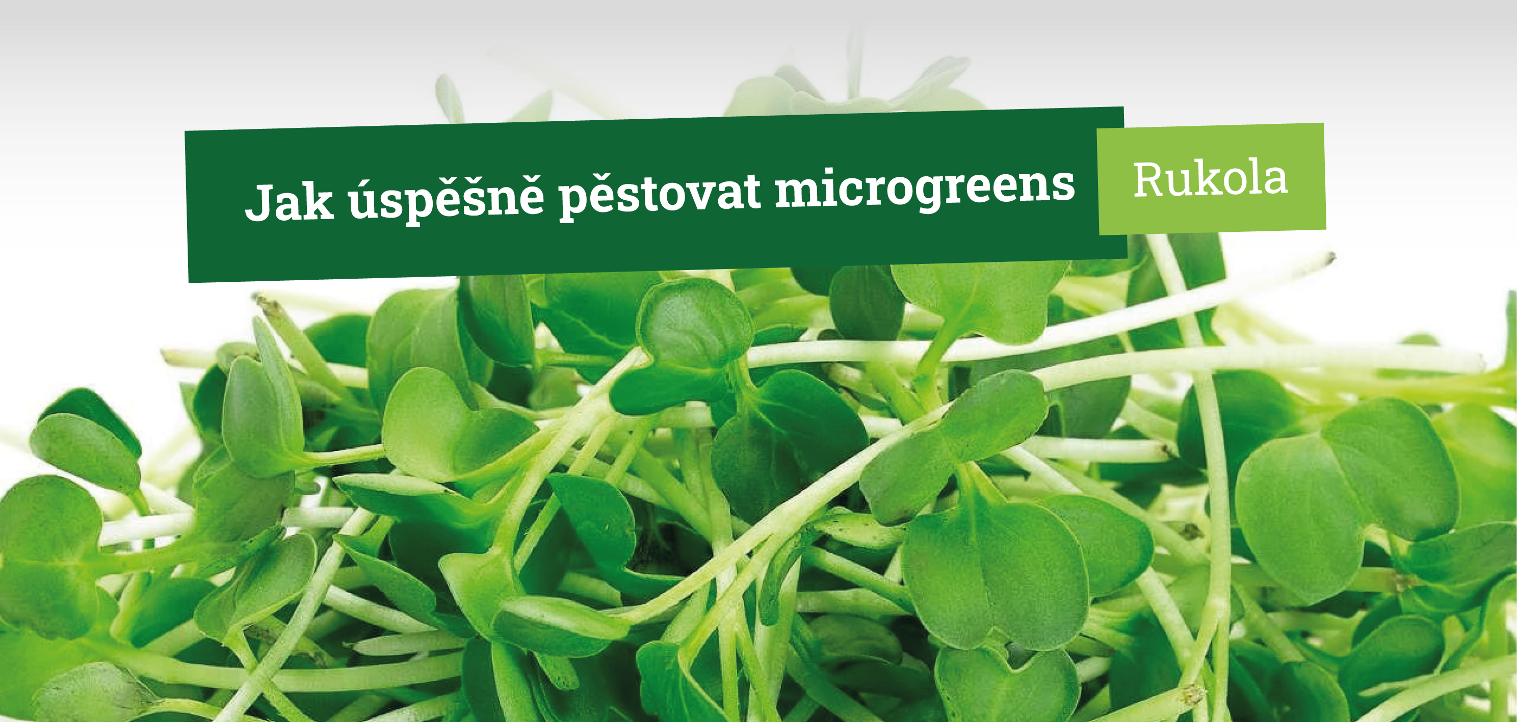 Jak úspěšně pěstovat microgreens rukoly krok za krokem