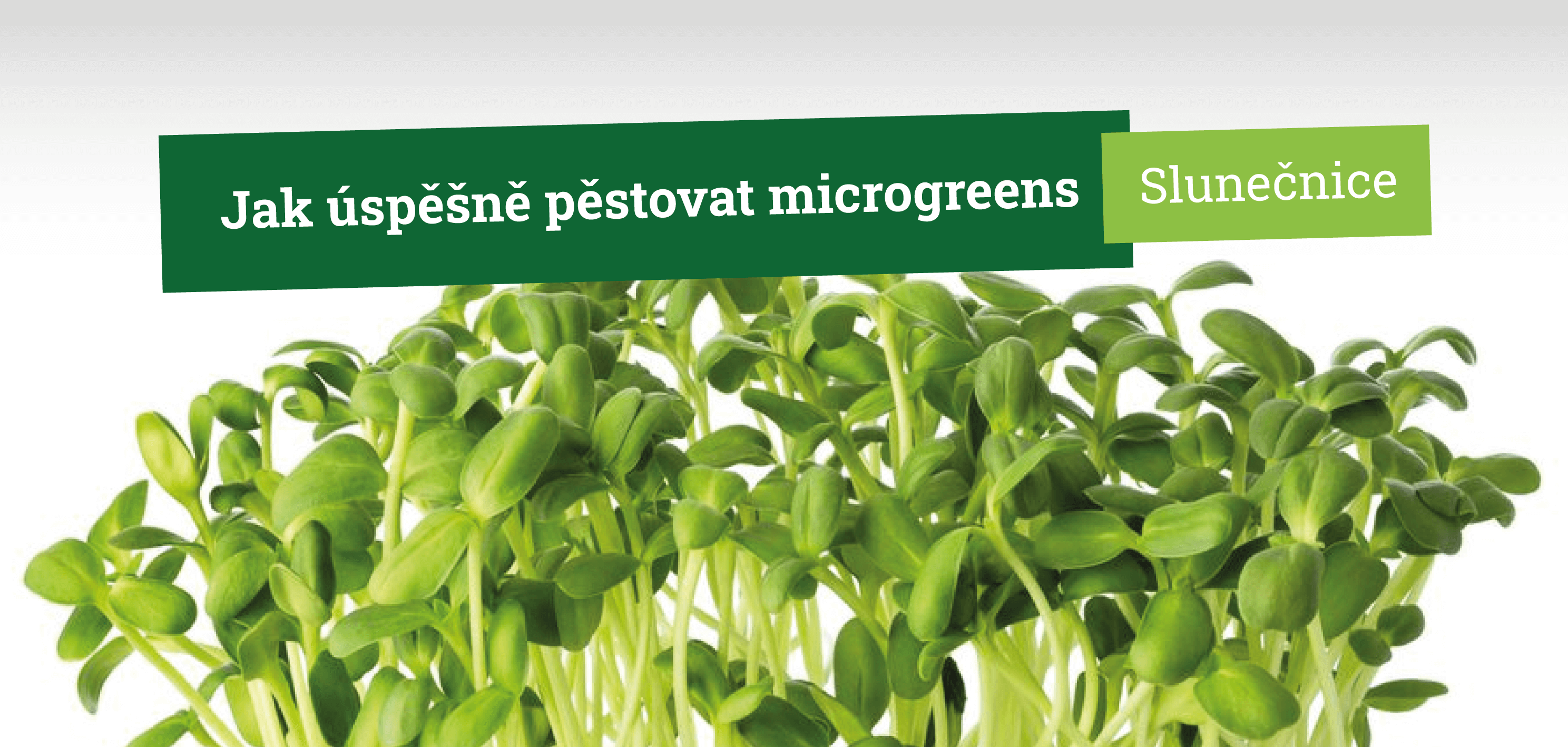 Jak úspěšně pěstovat microgreens slunečnice krok za krokem
