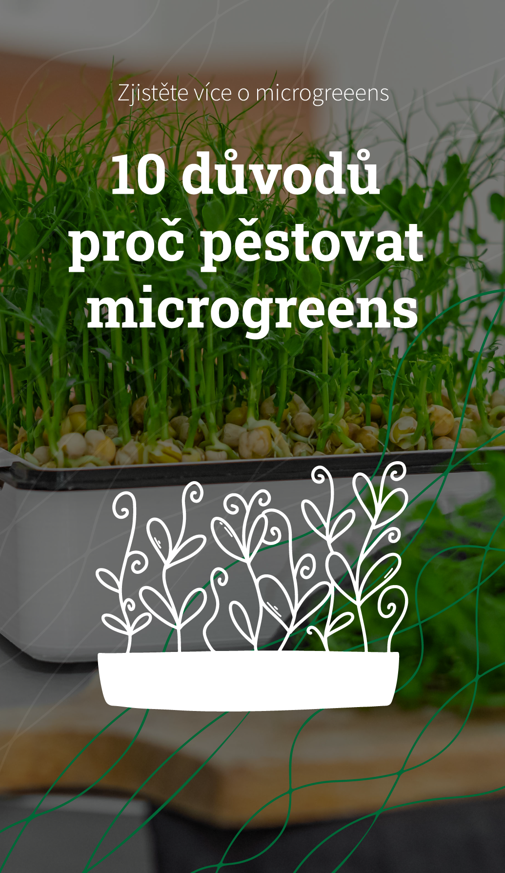 Proč microgreens