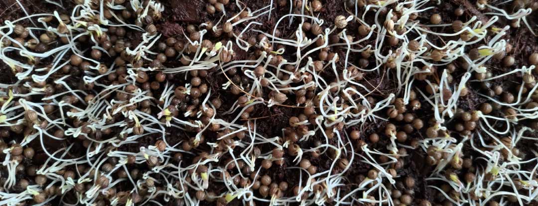microgreens-kliceni